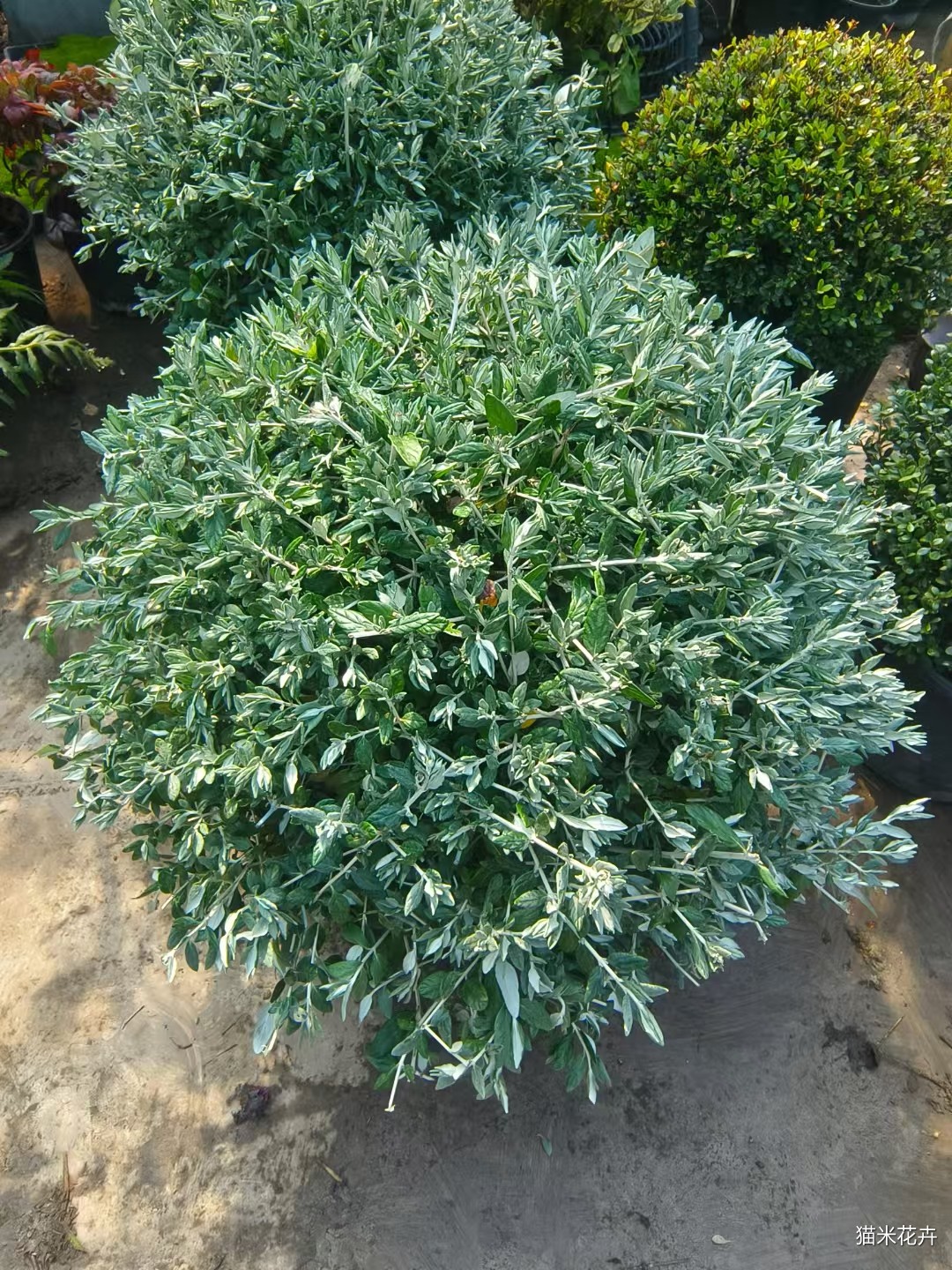 mmexport1745549920683.jpg
