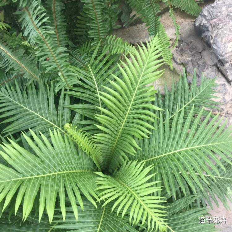 富贵蕨 (9).jpg