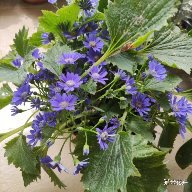 瓜叶菊 (10).jpg
