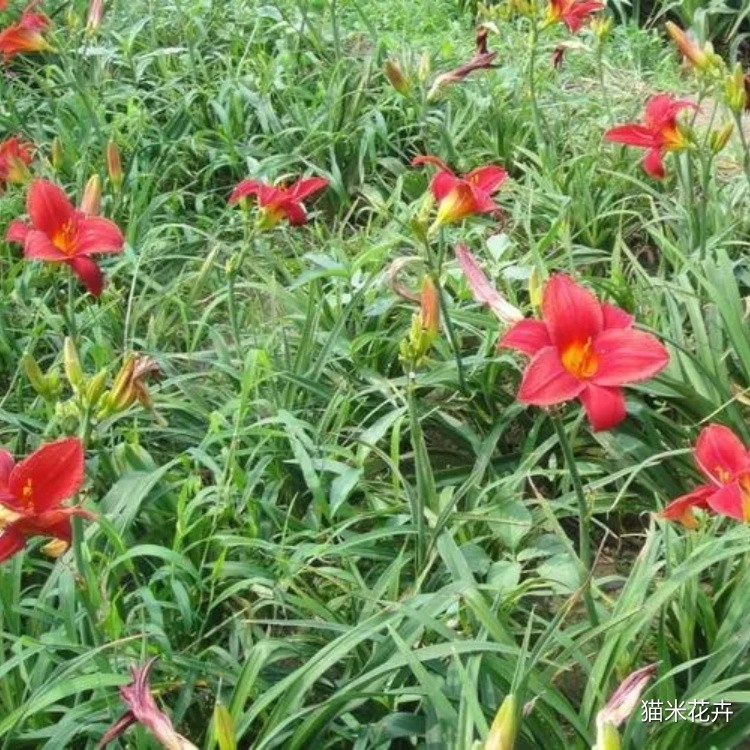 红宝石萱草 (1).jpg