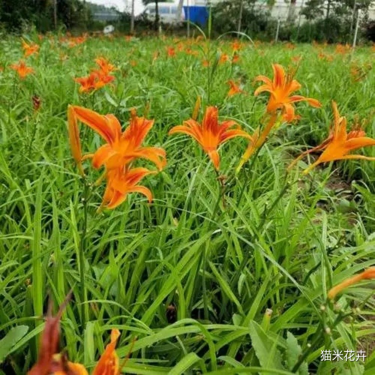 红宝石萱草 (9).jpg