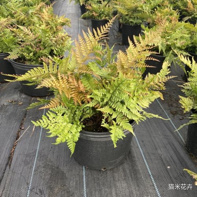 针毛蕨 (9).jpg