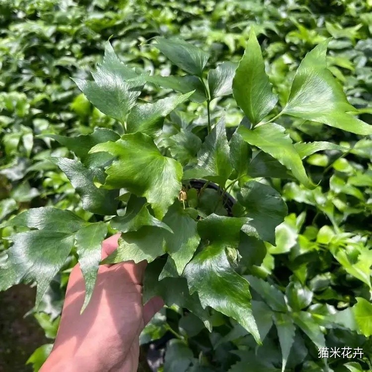 贯众蕨 (7).jpg