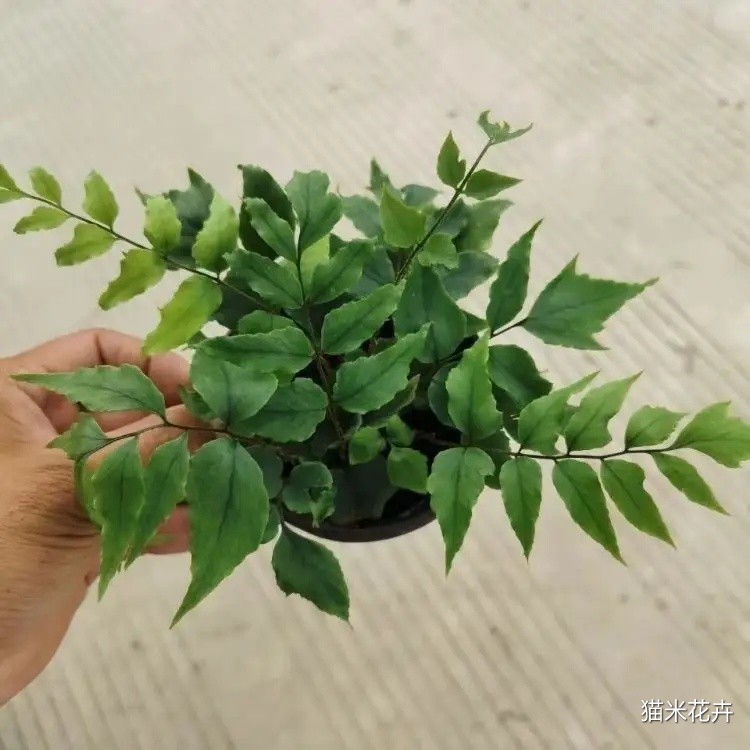 贯众蕨 (5).jpg