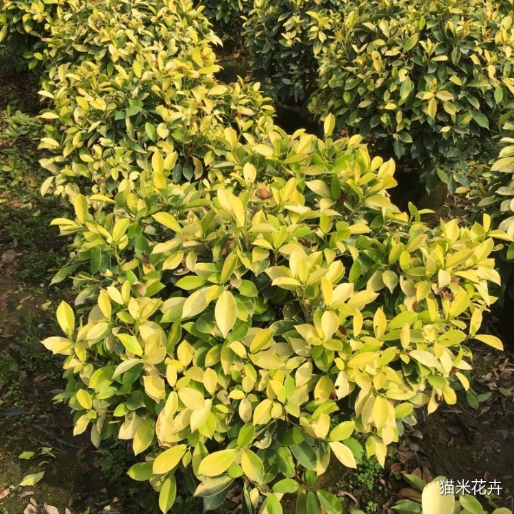 黄金榕球 (7).jpg