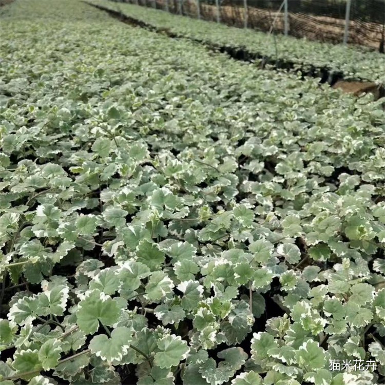 花叶活血丹 (3).jpg