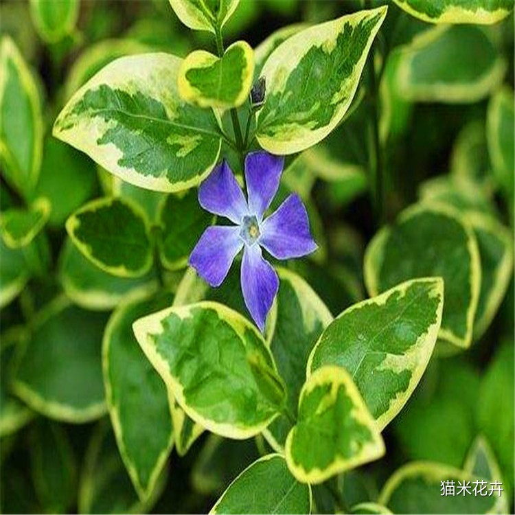 花叶蔓长春 (3).jpg