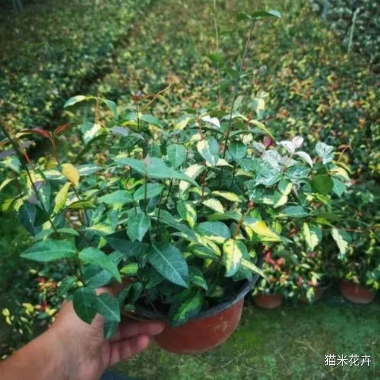 黄金络石 (6).jpg