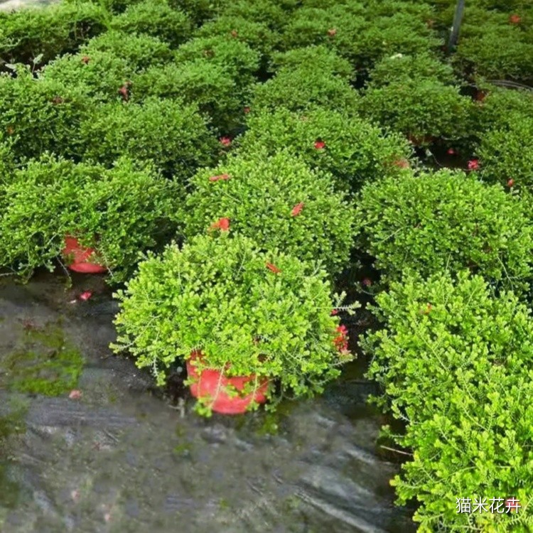 翠云草 (5).jpg