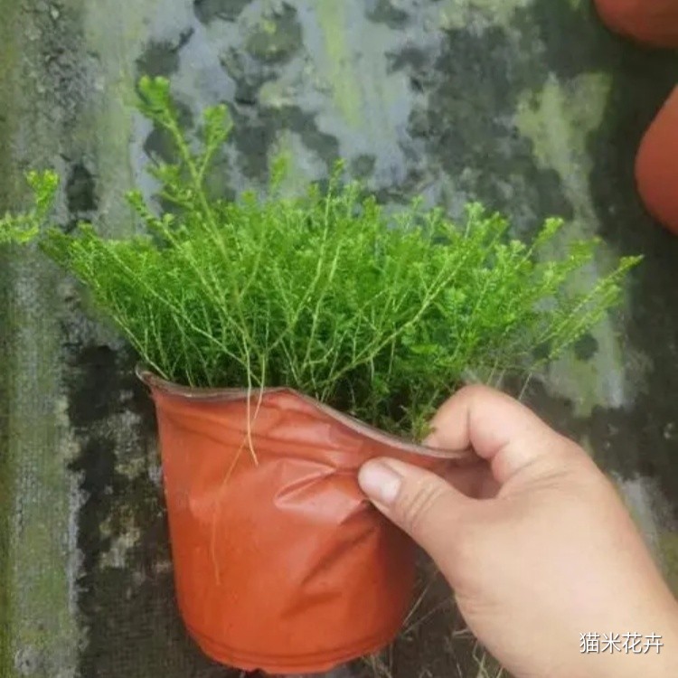 翠云草 (1).jpg