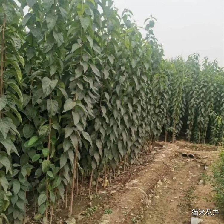 u=189773255,707108750&fm=253&app=138&f=JPEG.jpg
