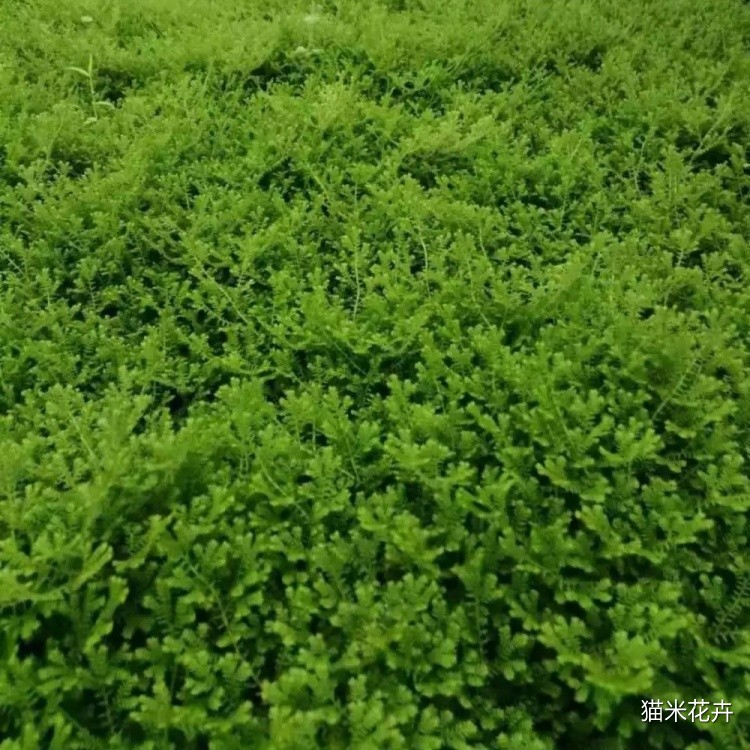 翠云草 (2).jpg