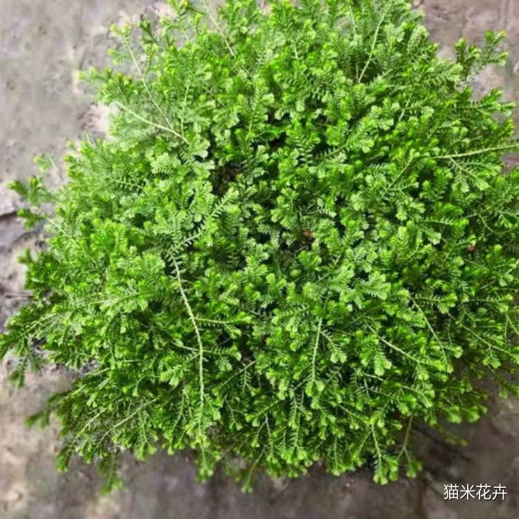 翠云草 (8).jpg