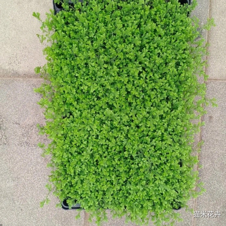 翠云草 (9).jpg
