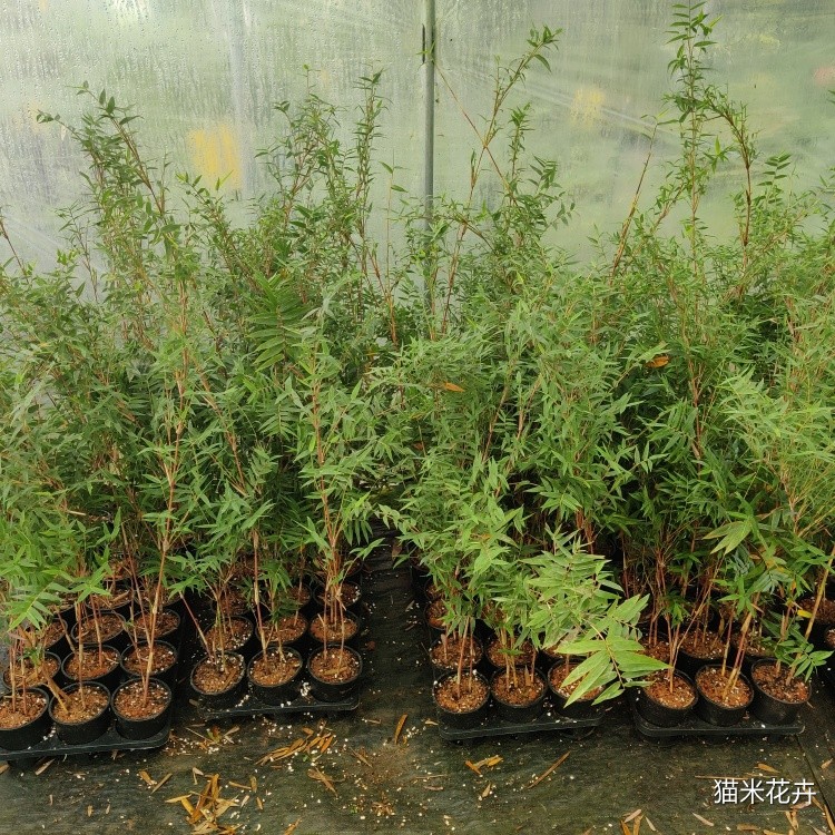 红观音竹 (9).jpg