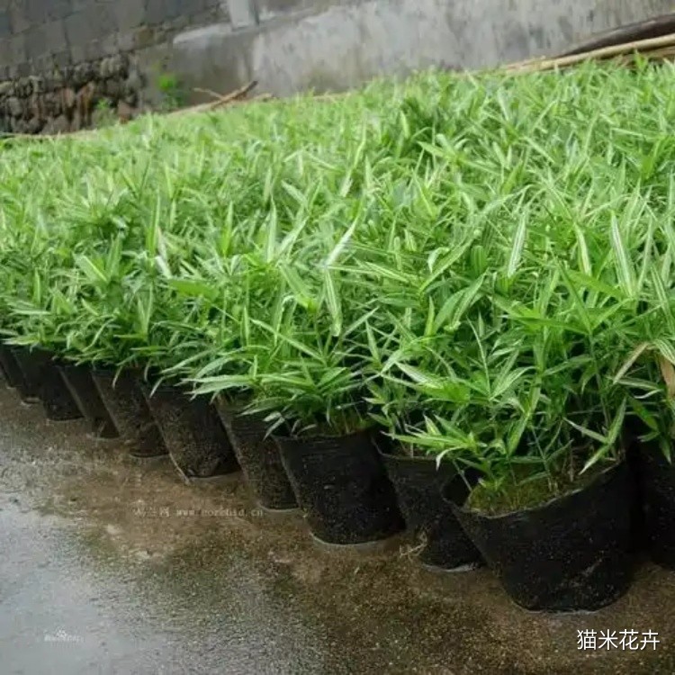 菲白竹 (2).jpg