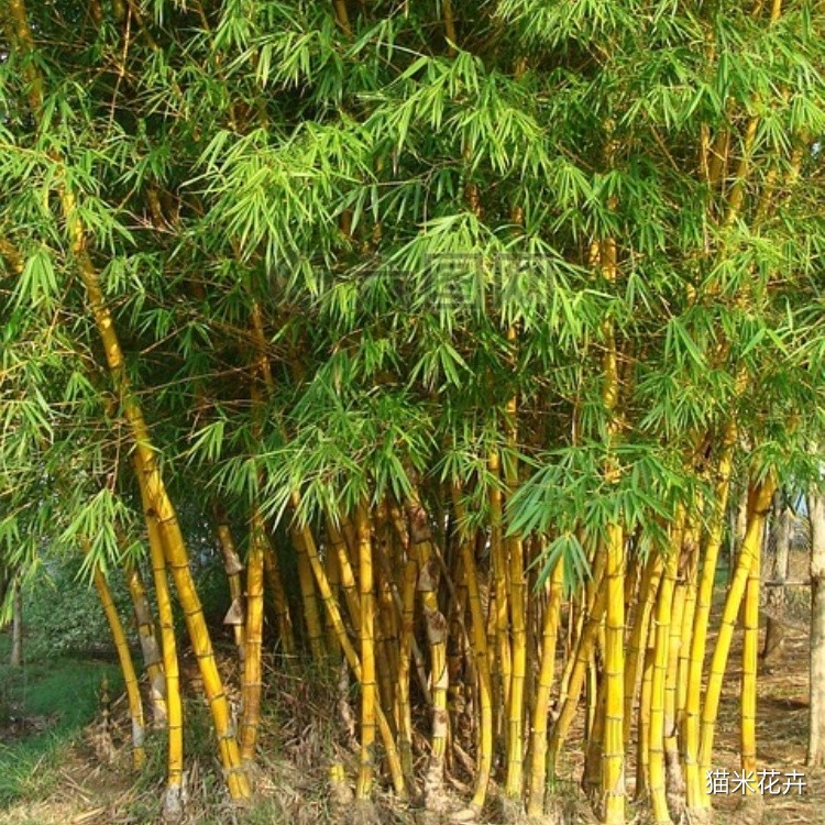 黄金竹 (3).jpg