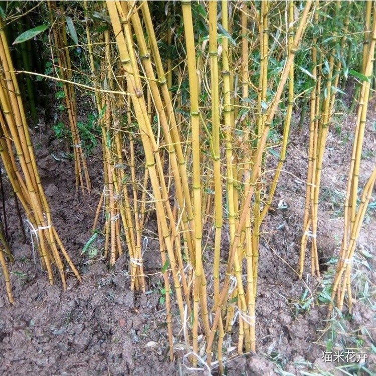黄金竹 (4).jpg