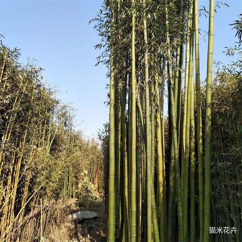 方竹 (4).jpg