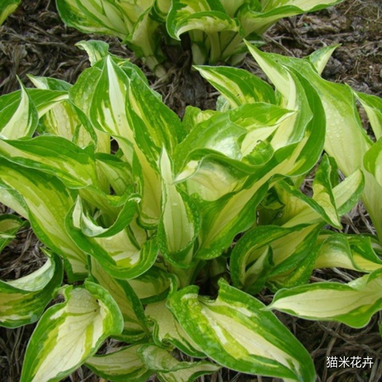 花叶玉簪 (6).jpg
