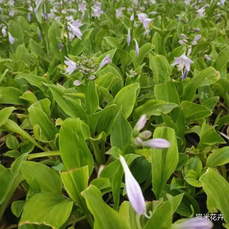 甜心玉簪 (8).jpg