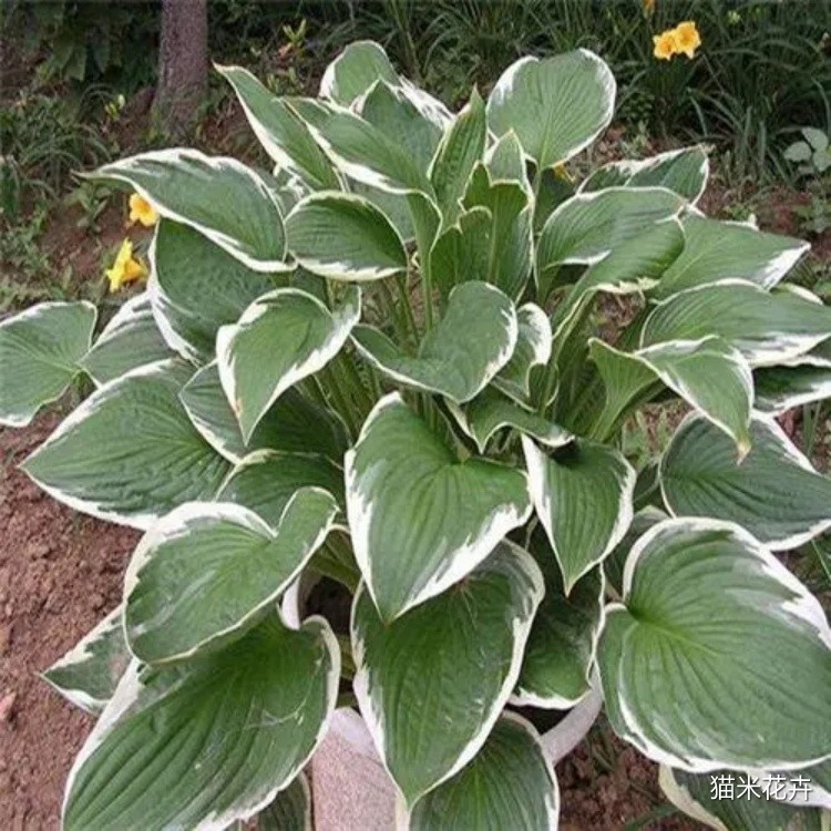银边玉簪 (1).jpg