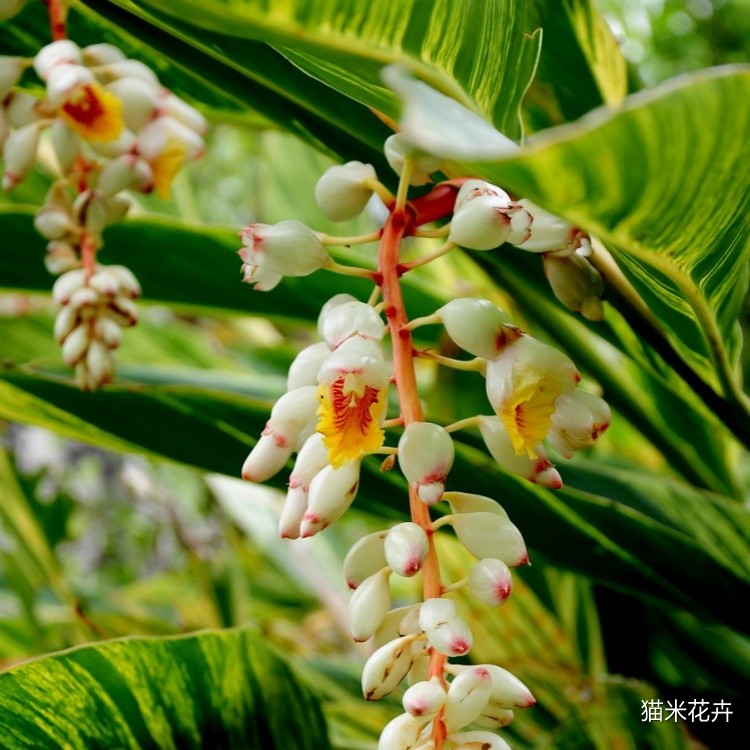 花叶良姜 (6).jpg