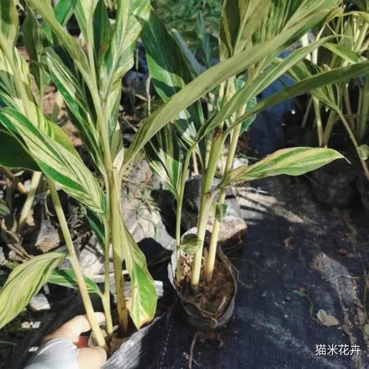 花叶良姜 (4).jpg