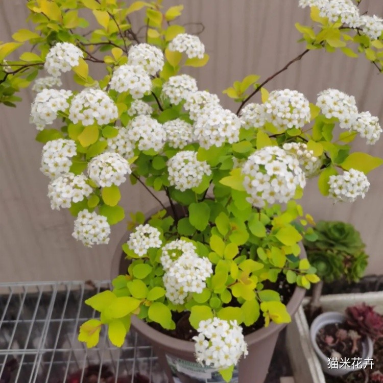 黄金喷泉绣线菊 (4).jpg
