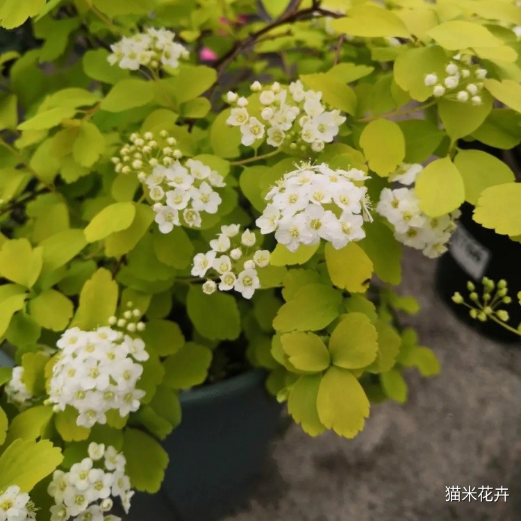 黄金喷泉绣线菊 (8).jpg