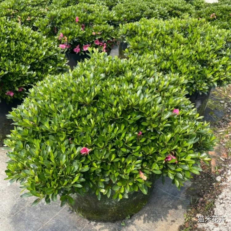 矮婆鹃 (2).jpg