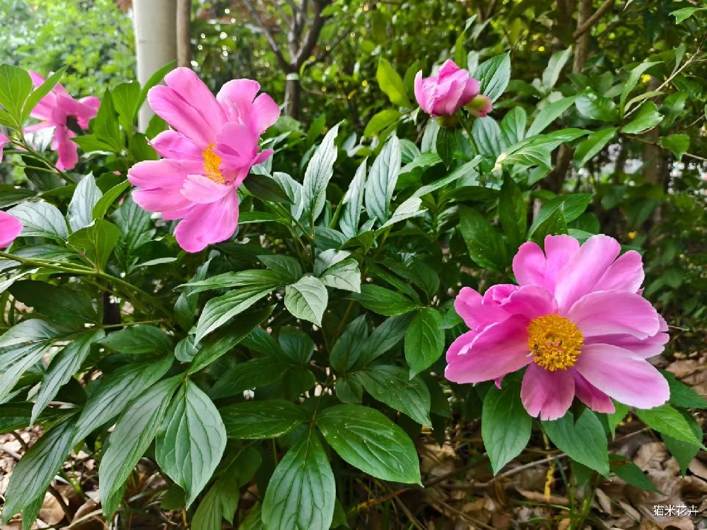 mmexport1746144486528.jpg