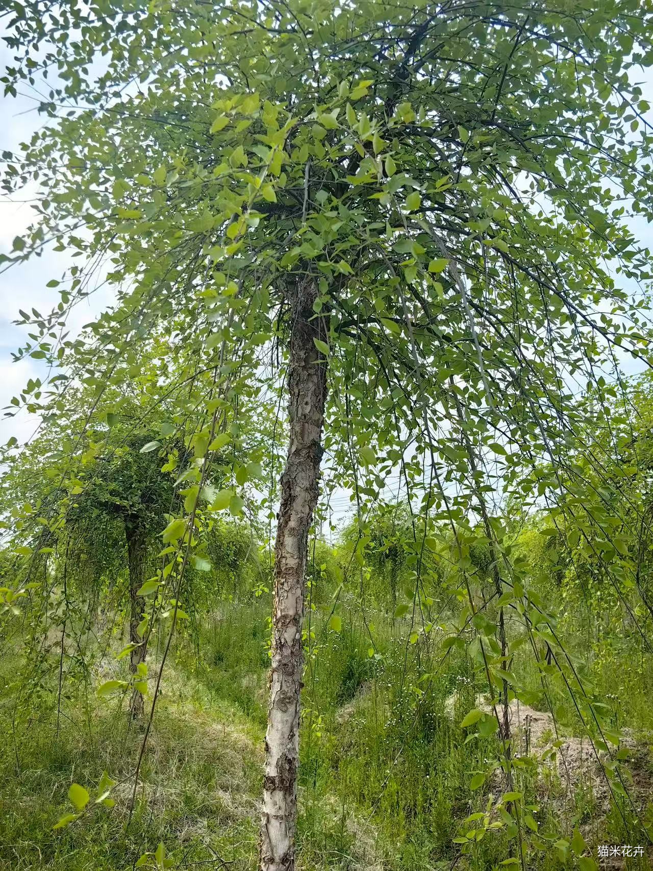 mmexport1746323175620.jpg