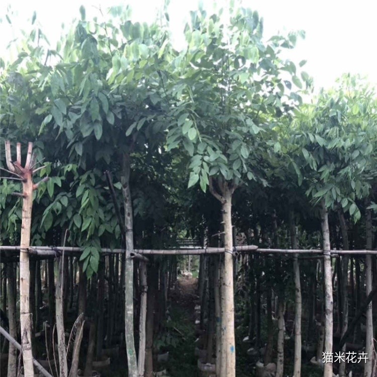 腊肠树 (8).jpg