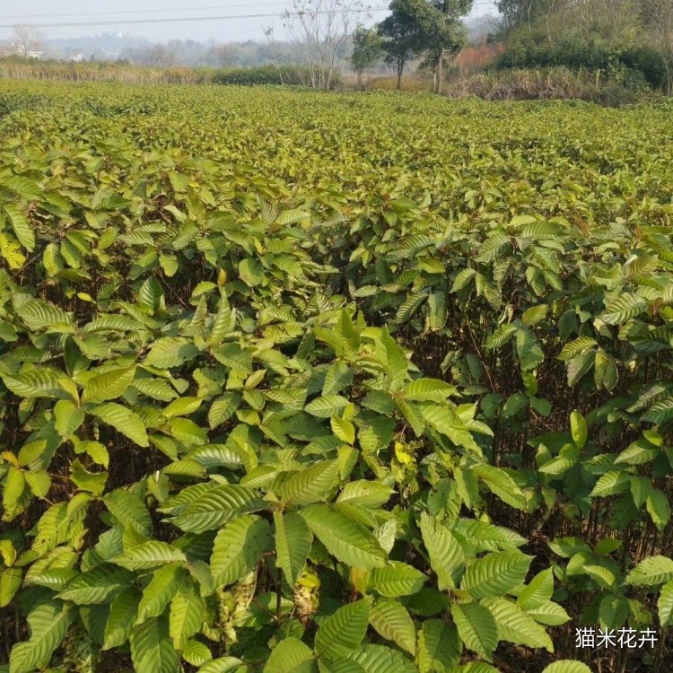 喜树 (10).jpg