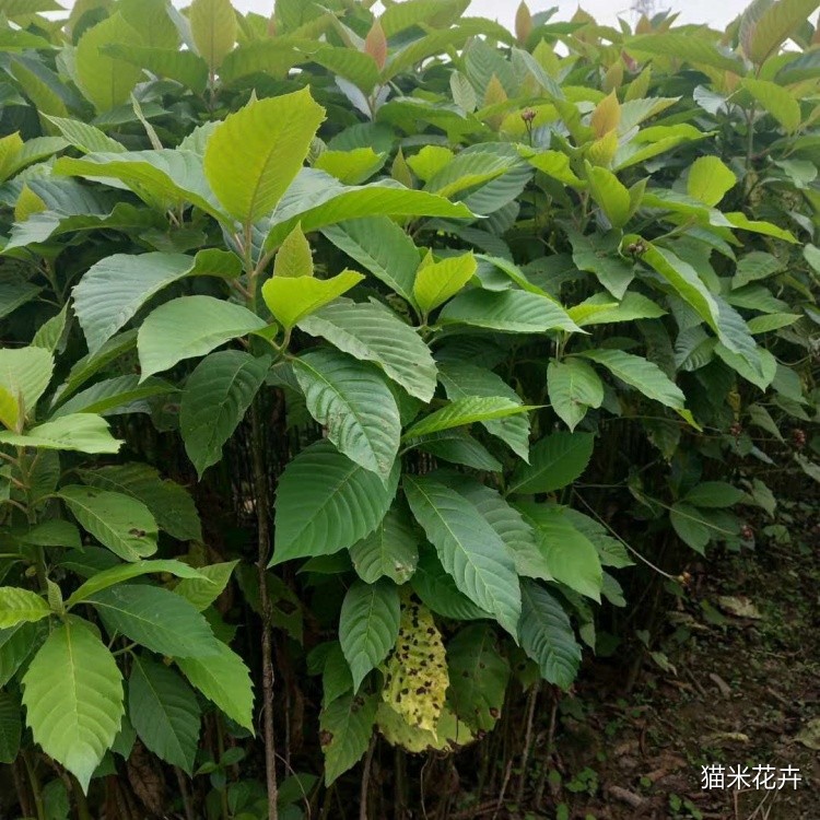 喜树 (4).jpg