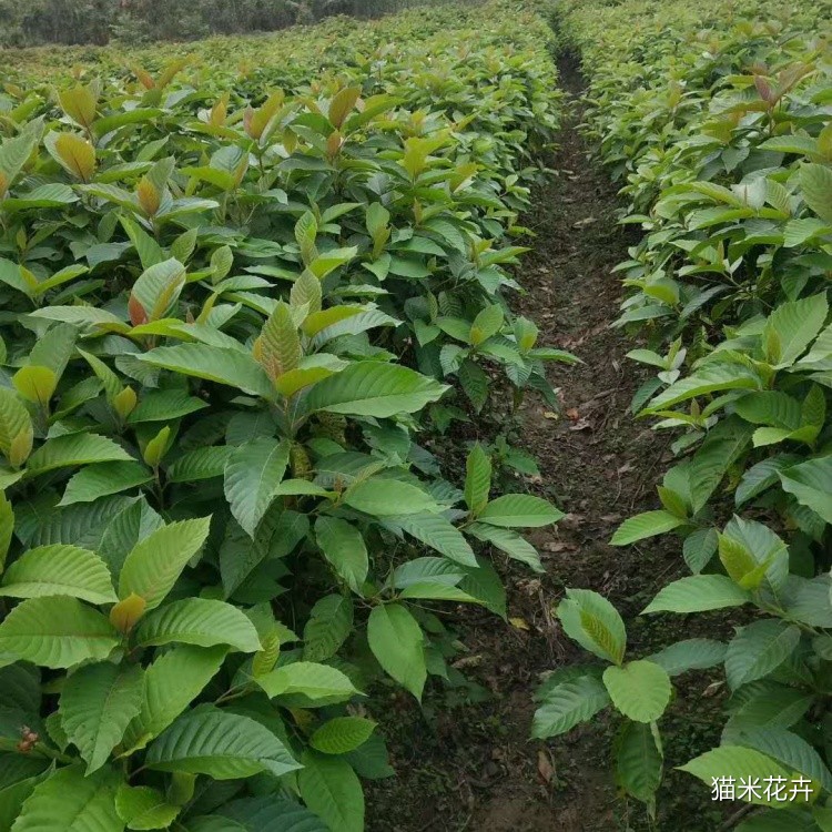 喜树 (3).jpg