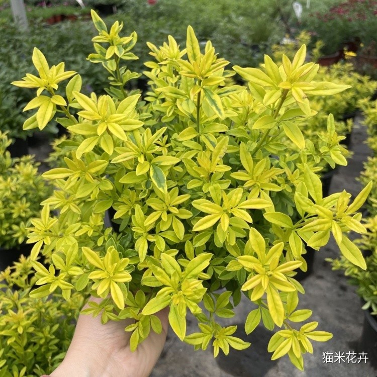 金叶黄馨 (1).jpg