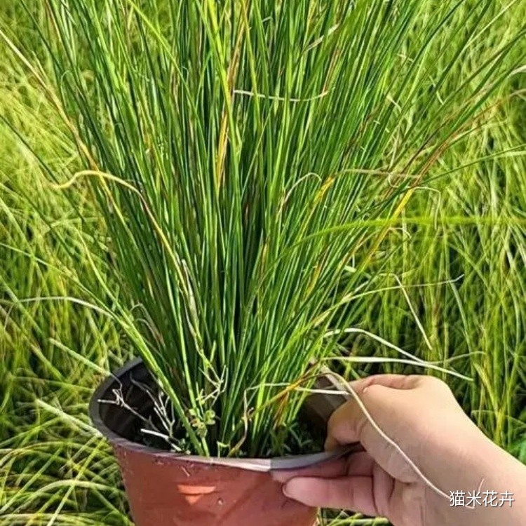 凤凰绿苔草 (2).jpg
