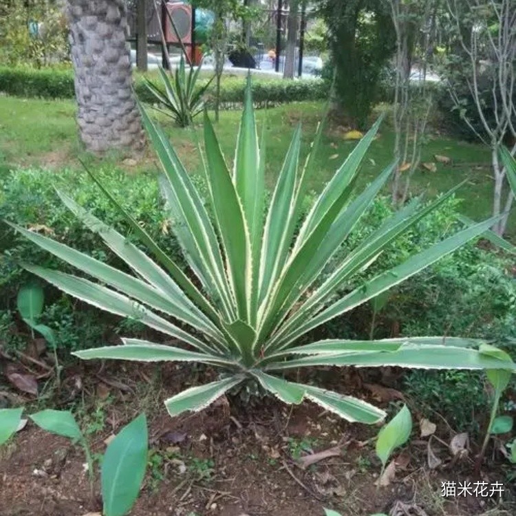 金边剑麻  (2).jpg