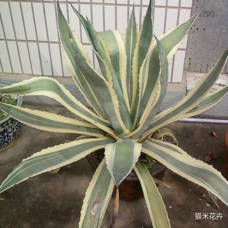 金边剑麻  (3).jpg