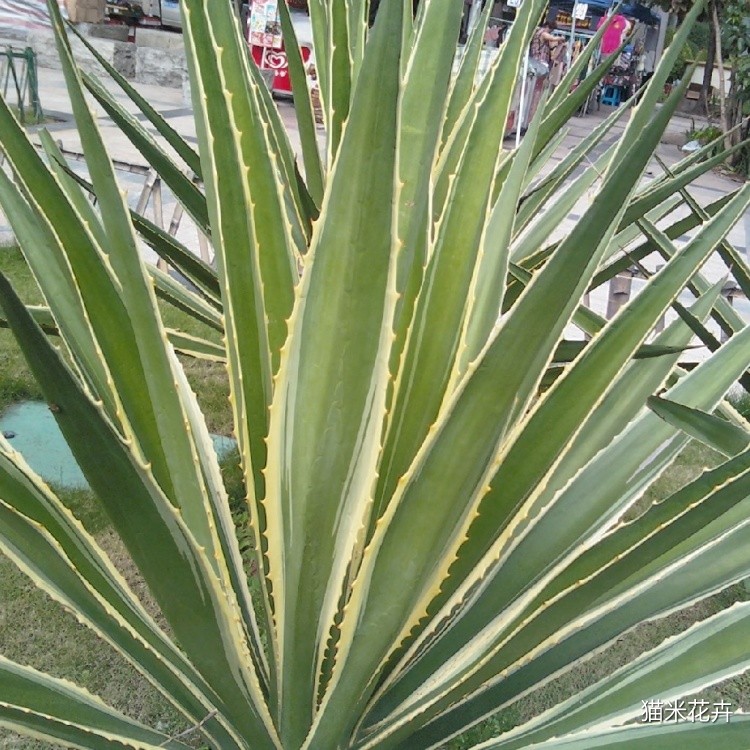 金边剑麻  (7).jpg