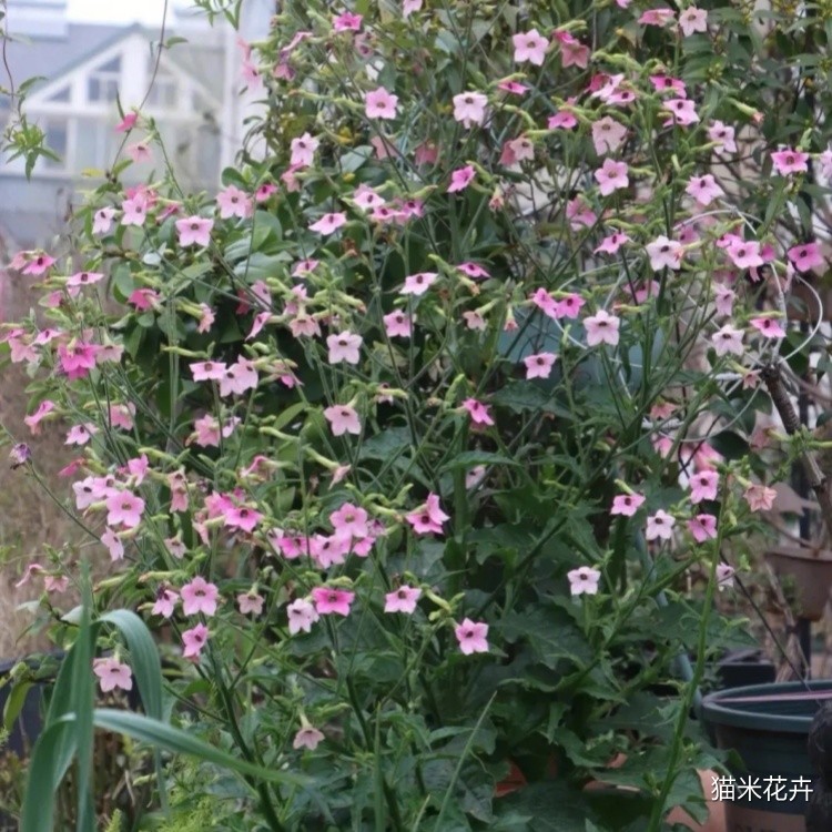 花烟草 (2).jpg