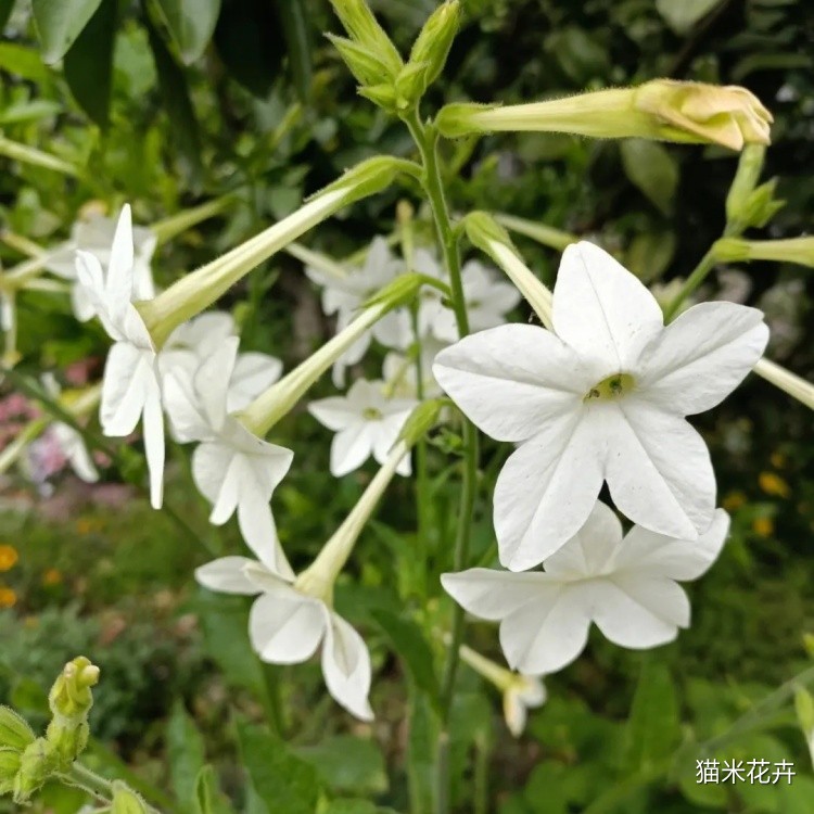 花烟草 (1).jpg
