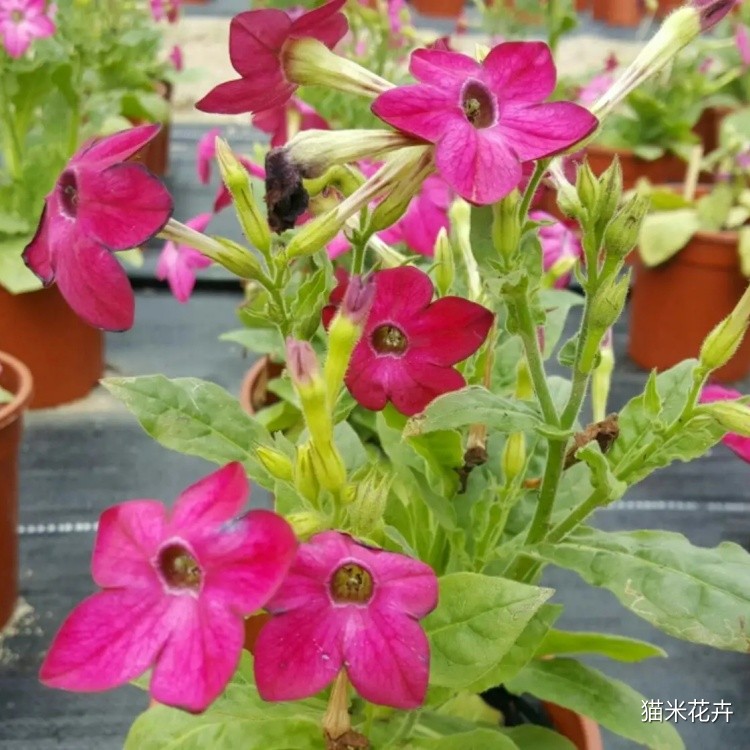 花烟草 (4).jpg