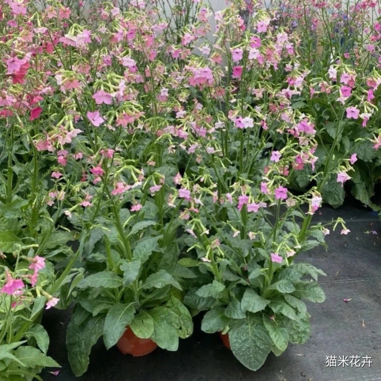 花烟草 (9).jpg