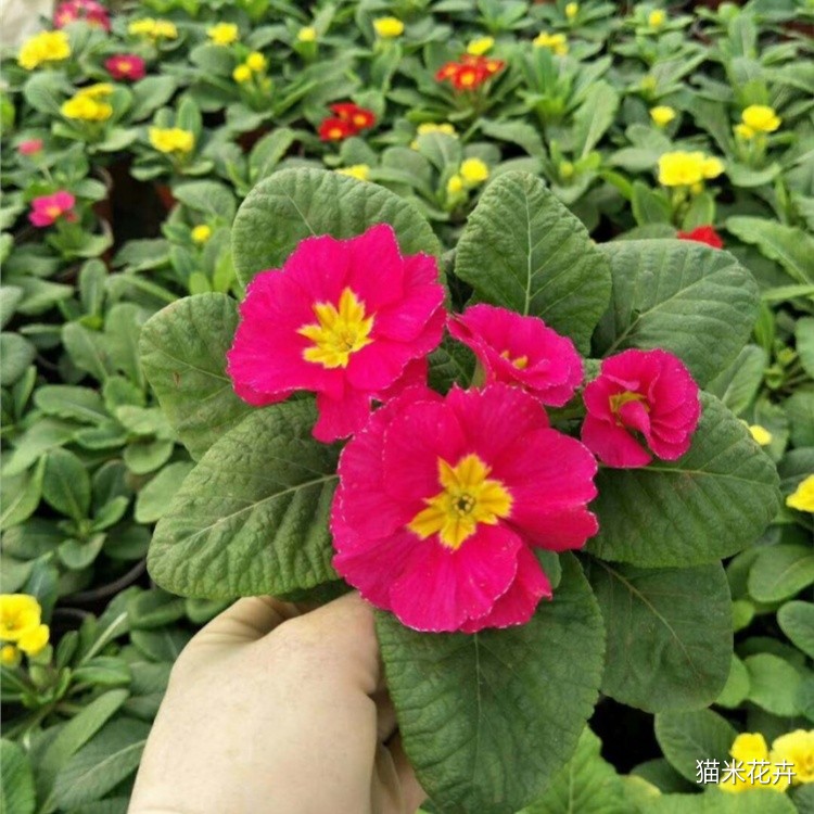 报春花 (1).jpg