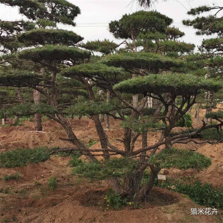 造型油松 (6).jpg