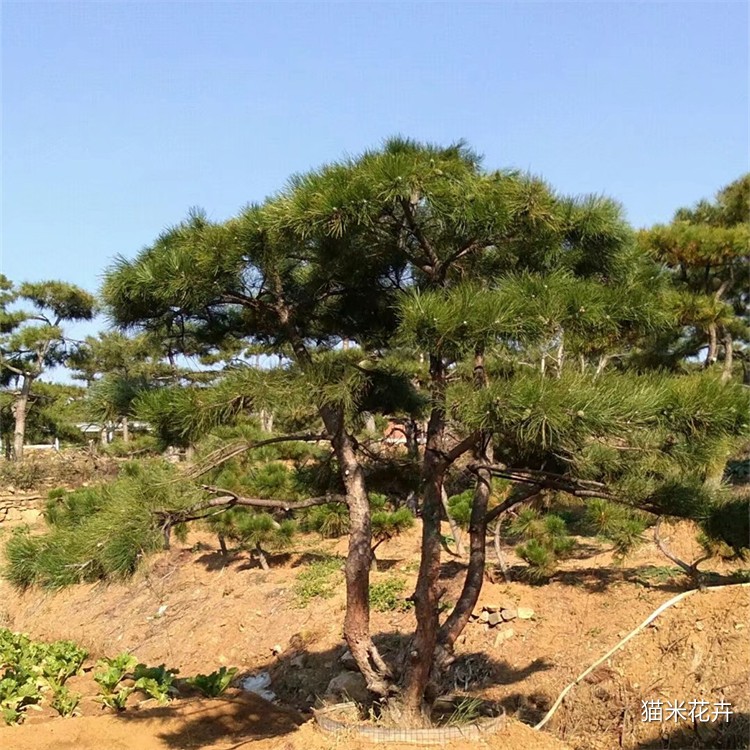 造型油松 (2).jpg