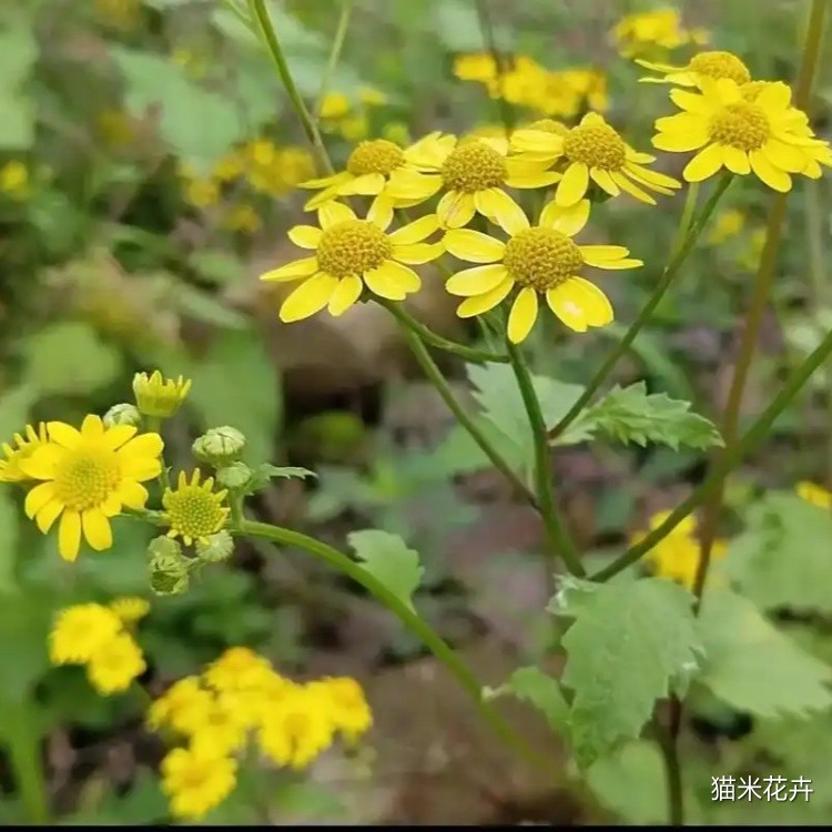 蒲儿根 (4).jpg